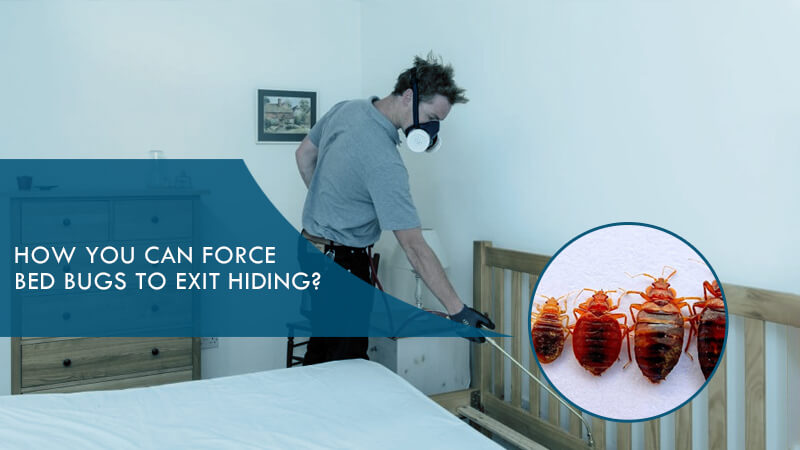 How You Can Force Bed Bugs to Exit Hiding