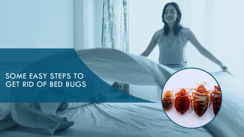 Some Easy Steps to Get Rid of Bed Bugs - Majikbite