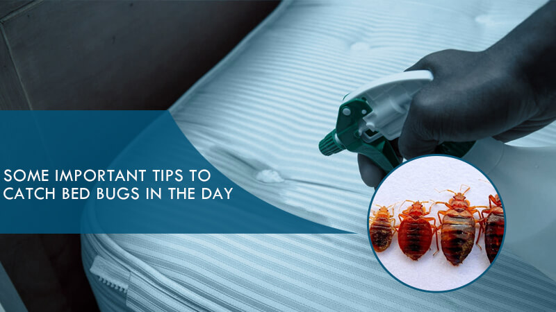 Some Important Tips to Catch Bed Bugs in The Day